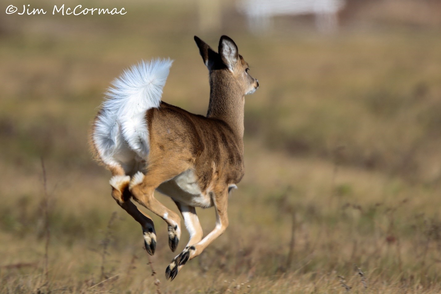 Lambs and sales ivy meadow deer